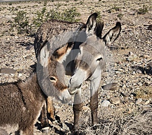 The wild burros of rural Nevada