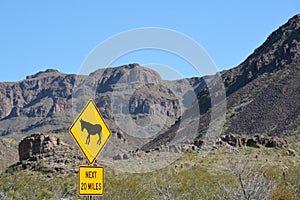 Wild Burros Sign in the Black Mountain Range, Sonoran Desert, Arizona USA