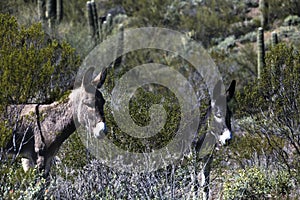 Wild burros in the Sonoran Desert