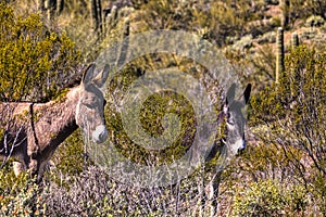 Wild burros in the Sonoran Desert