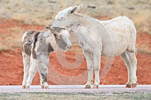 Wild burros photo