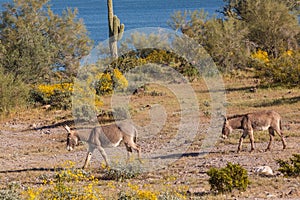 Wild Burros in Spring in Arizona