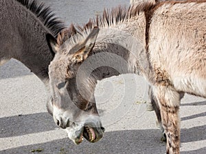 Wild Burros in town photo