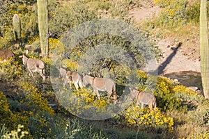 Wild Burros Wlaking in the Desert