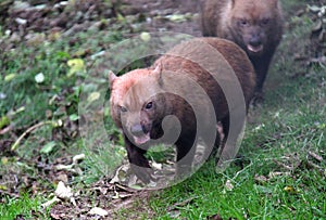 Wild Bush Dogs walking towards camera