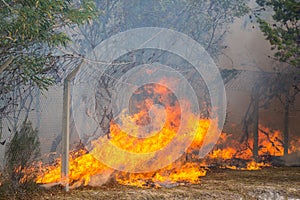 Wild Bush Fire