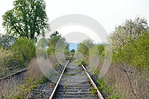 A wild bush grows and flourishes in the middle of a railway line along the railroad tracks. The line is, however, closed down and photo