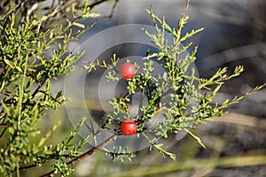 WILD BUSH WITH RED BERRIES