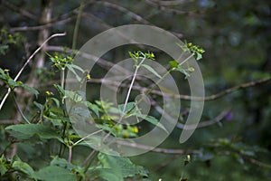 Wild Bush with Tiny Yellow Flowers