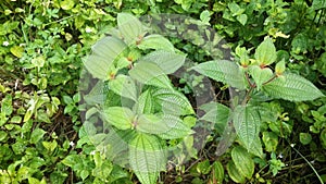 Wild bushes of clidemia hirta plant