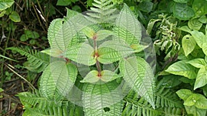 Wild bushes of clidemia hirta plant