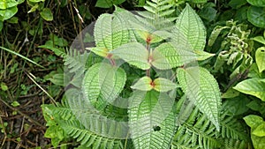 Wild bushes of clidemia hirta plant