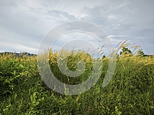 wild bushy meadow of setaria knootroot bristlegrass