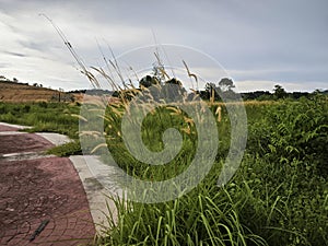 wild bushy meadow of setaria knootroot bristlegrass