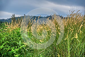 wild bushy meadow of setaria knootroot bristlegrass