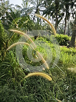 wild bushy meadow of setaria knootroot bristlegrass