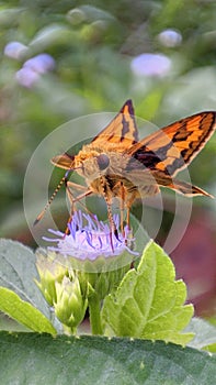 wild butterflies flutter, but one who stops at a flower blooms