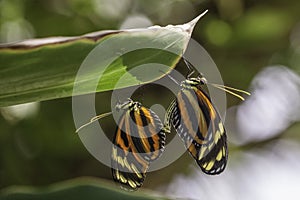 Wild Butterflies in Saint Martin