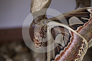 Wild Butterflies in Saint Martin