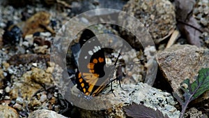 Wild butterfly is licking the stone