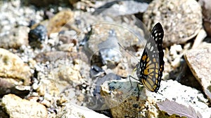 Wild butterfly is licking the stone