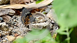 Wild butterfly is licking the stone