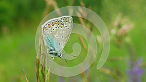 Wild butterfly male common blue Polyommatus icarus detail macro, common species without endangered, family Lycaenidae