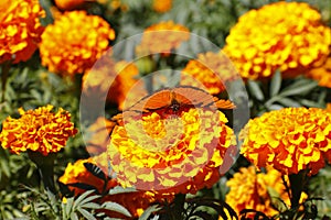 Monarch butterfly with cempazuchitl flowers