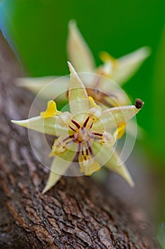 Wild Cacao Flower photo