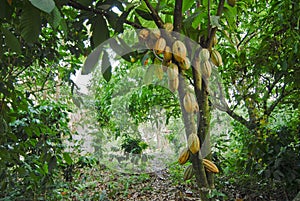 Wild cacao tree