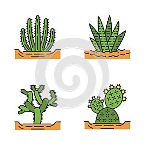 Wild cacti in ground color icons set photo