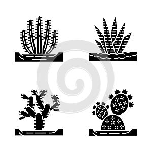 Wild cacti in ground glyph icons set photo