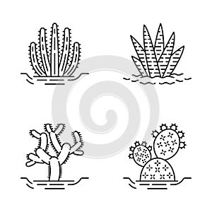 Wild cacti in ground linear icons set photo