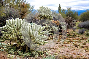 Wild Cacti at Marcus Landslide