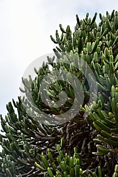 A wild cactus against thick white clouds