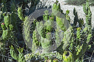 Wild cactus, Cactaceae Opuntia cylindrica, also called, cactus cylindricus. close up photo in sunlight