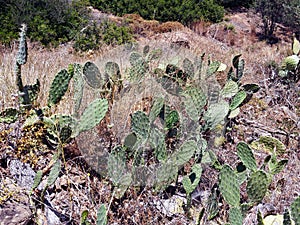 Wild Cactus Colony