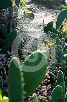 Wild cactus covered by spider webs