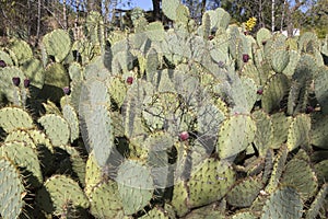 Wild Cactus; Dehesa de la Villa Park; Madrid