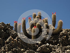 Wild cactus in Magdalena bay Isla Santa Margarita baja california sur