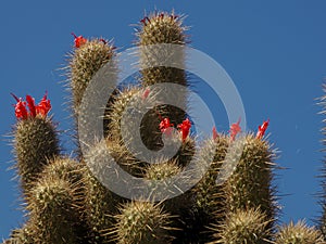 Wild cactus in Magdalena bay Isla Santa Margarita baja california sur