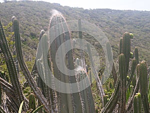 Wild cactus plant