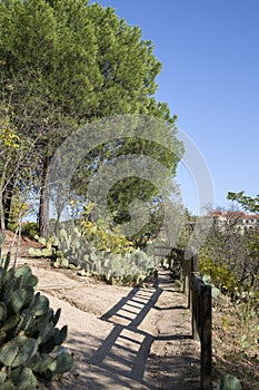 Wild Cactus Plants in Dehesa de la Villa Park; Madrid