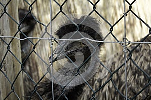 Wild caged ostrich