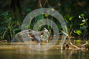 Wild caiman with fish in mouth in the nature habitat