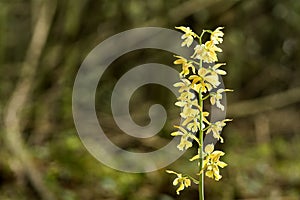 Wild calanthe discolor flower