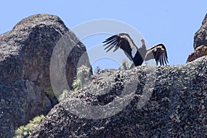 Wild California Condor in Pinnacles National Park