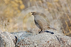 Wild California Quail standing on stone in Nevada