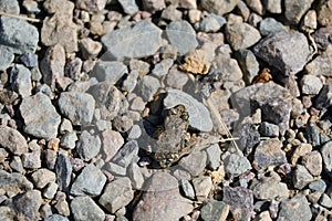 Wild California Toad Toadlet - Recently-metamorphosed juvenile, San Diego County