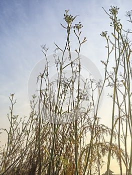 Wild Califronia plants photo